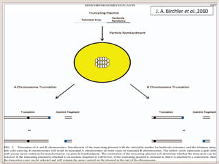 J. A. Birchler et al.,2010
 