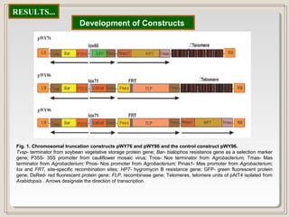 RESULTS...
Fig. 1. Chromosomal truncation constructs pWY76 and pWY86 and the control construct pWY96.
Tvsp- terminator from soybean vegetative storage protein gene; Bar- bialophos resistance gene as a selection marker
gene; P35S- 35S promoter from cauliflower mosaic virus; Tnos- Nos terminator from Agrobacterium; Tmas- Mas
terminator from Agrobacterium; Pnos- Nos promoter from Agrobacterium; Pmas1- Mas promoter from Agrobacterium;
lox and FRT, site-specific recombination sites; HPT- hygromycin B resistance gene; GFP- green fluorescent protein
gene; DsRed- red fluorescent protein gene; FLP, recombinase gene; Telomeres, telomere units of pAtT4 isolated from
Arabidopsis . Arrows designate the direction of transcription.
Development of Constructs
 