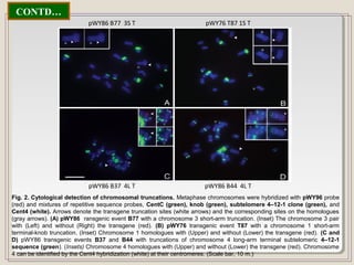CONTD…
Fig. 2. Cytological detection of chromosomal truncations. Metaphase chromosomes were hybridized with pWY96 probe
(red) and mixtures of repetitive sequence probes, CentC (green), knob (green), subtelomere 4–12-1 clone (green), and
Cent4 (white). Arrows denote the transgene truncation sites (white arrows) and the corresponding sites on the homologues
(gray arrows). (A) pWY86 ransgenic event B77 with a chromosome 3 short-arm truncation. (Inset) The chromosome 3 pair
with (Left) and without (Right) the transgene (red). (B) pWY76 transgenic event T87 with a chromosome 1 short-arm
terminal-knob truncation. (Inset) Chromosome 1 homologues with (Upper) and without (Lower) the transgene (red). (C and
D) pWY86 transgenic events B37 and B44 with truncations of chromosome 4 long-arm terminal subtelomeric 4–12-1
sequence (green). (Insets) Chromosome 4 homologues with (Upper) and without (Lower) the transgene (red). Chromosome
4 can be identified by the Cent4 hybridization (white) at their centromeres. (Scale bar, 10 m.)
pWY86 B77 3S T pWY76 T87 1S T
pWY86 B37 4L T pWY86 B44 4L T
 
