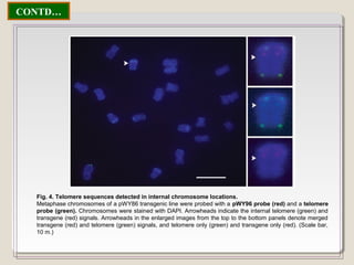 CONTD…
Fig. 4. Telomere sequences detected in internal chromosome locations.
Metaphase chromosomes of a pWY86 transgenic line were probed with a pWY96 probe (red) and a telomere
probe (green). Chromosomes were stained with DAPI. Arrowheads indicate the internal telomere (green) and
transgene (red) signals. Arrowheads in the enlarged images from the top to the bottom panels denote merged
transgene (red) and telomere (green) signals, and telomere only (green) and transgene only (red). (Scale bar,
10 m.)
 