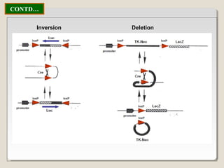 Inversion Deletion
CONTD…
 