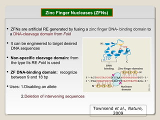 Zinc Finger Nucleases (ZFNs)
 ZFNs are artificial RE generated by fusing a zinc finger DNA- binding domain to
a DNA-cleavage domain from FokI
Townsend et al., Nature,
2009
 It can be engineered to target desired
DNA sequences
 Non-specific cleavage domain: from
the type IIs RE FokI is used
 ZF DNA-binding domain: recognize
between 9 and 18 bp
 Uses: 1.Disabling an allele
2.Deletion of intervening sequences
 