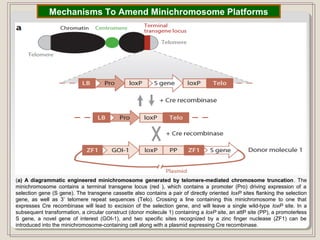 (a) A diagrammatic engineered minichromosome generated by telomere-mediated chromosome truncation. The
minichromosome contains a terminal transgene locus (red ), which contains a promoter (Pro) driving expression of a
selection gene (S gene). The transgene cassette also contains a pair of directly oriented loxP sites flanking the selection
gene, as well as 3’ telomere repeat sequences (Telo). Crossing a line containing this minichromosome to one that
expresses Cre recombinase will lead to excision of the selection gene, and will leave a single wild-type loxP site. In a
subsequent transformation, a circular construct (donor molecule 1) containing a loxP site, an attP site (PP), a promoterless
S gene, a novel gene of interest (GOI-1), and two specific sites recognized by a zinc finger nuclease (ZF1) can be
introduced into the minichromosome-containing cell along with a plasmid expressing Cre recombinase.
Mechanisms To Amend Minichromosome Platforms
 