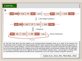 CONTD…
(b) The first novel gene has been added to the minichromosome transgene locus as a result of the previous Cre
recombination event. A specific zinc finger (targeting the ZF1 sites) could be used to delete the intervening sequences. In
a second round of gene stacking, a second donor plasmid (donor molecule 2) could be introduced into cells containing
the minichromosome along with an integrase enzyme that specifically leads to recombination between attP and attB sites.
In this round of integration, the donor molecule contains a promoterless selection gene, a second gene of interest (GOI-
2), novel attachment sites attB and attb (BB and bb, respectively), and a zinc finger nuclease recognition sequence.
Gaeta et al., Annu. Rev. Plant Biol., 2012
 