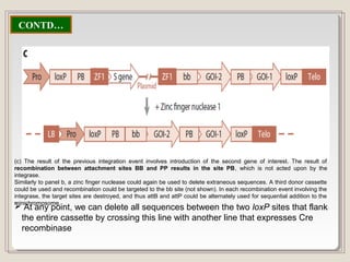 (c) The result of the previous integration event involves introduction of the second gene of interest. The result of
recombination between attachment sites BB and PP results in the site PB, which is not acted upon by the
integrase.
Similarly to panel b, a zinc finger nuclease could again be used to delete extraneous sequences. A third donor cassette
could be used and recombination could be targeted to the bb site (not shown). In each recombination event involving the
integrase, the target sites are destroyed, and thus attB and attP could be alternately used for sequential addition to the
minichromosome.
CONTD…
 At any point, we can delete all sequences between the two loxP sites that flank
the entire cassette by crossing this line with another line that expresses Cre
recombinase
 