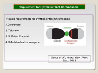 Requirement for Synthetic Plant Chromosome
 Basic requirements for Synthetic Plant Chromosome
1.Centromere
2. Telomere
3. Sufficient Chromatin
4. Selectable Marker transgene
Gaeta et al., Annu. Rev. Plant
Biol., 2012
 