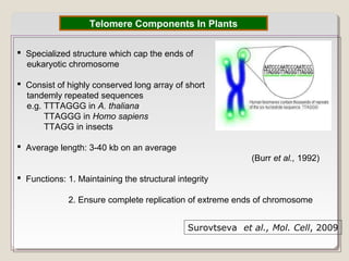 Telomere Components In Plants
 Specialized structure which cap the ends of
eukaryotic chromosome
 Consist of highly conserved long array of short
tandemly repeated sequences
e.g. TTTAGGG in A. thaliana
TTAGGG in Homo sapiens
TTAGG in insects
 Average length: 3-40 kb on an average
(Burr et al., 1992)
 Functions: 1. Maintaining the structural integrity
2. Ensure complete replication of extreme ends of chromosome
Surovtseva et al., Mol. Cell, 2009
 