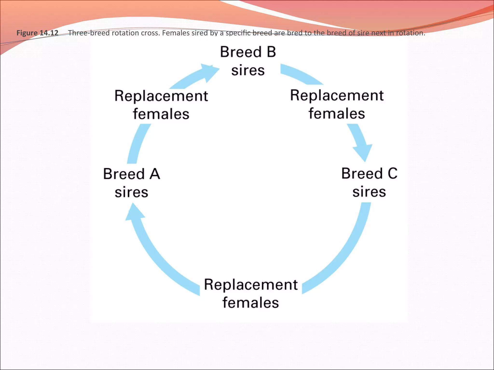 Figure 14.12 Three-breed rotation cross. Females sired by a specific breed are bred to the breed of sire next in rotation.
 