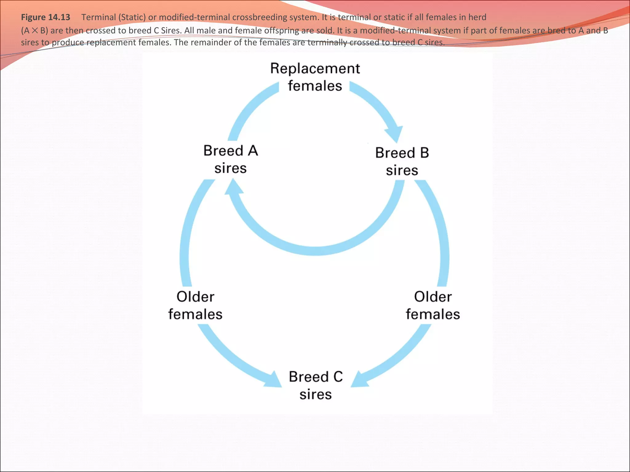 Figure 14.13 Terminal (Static) or modified-terminal crossbreeding system. It is terminal or static if all females in herd
(A × B) are then crossed to breed C Sires. All male and female offspring are sold. It is a modified-terminal system if part of females are bred to A and B
sires to produce replacement females. The remainder of the females are terminally crossed to breed C sires.
 