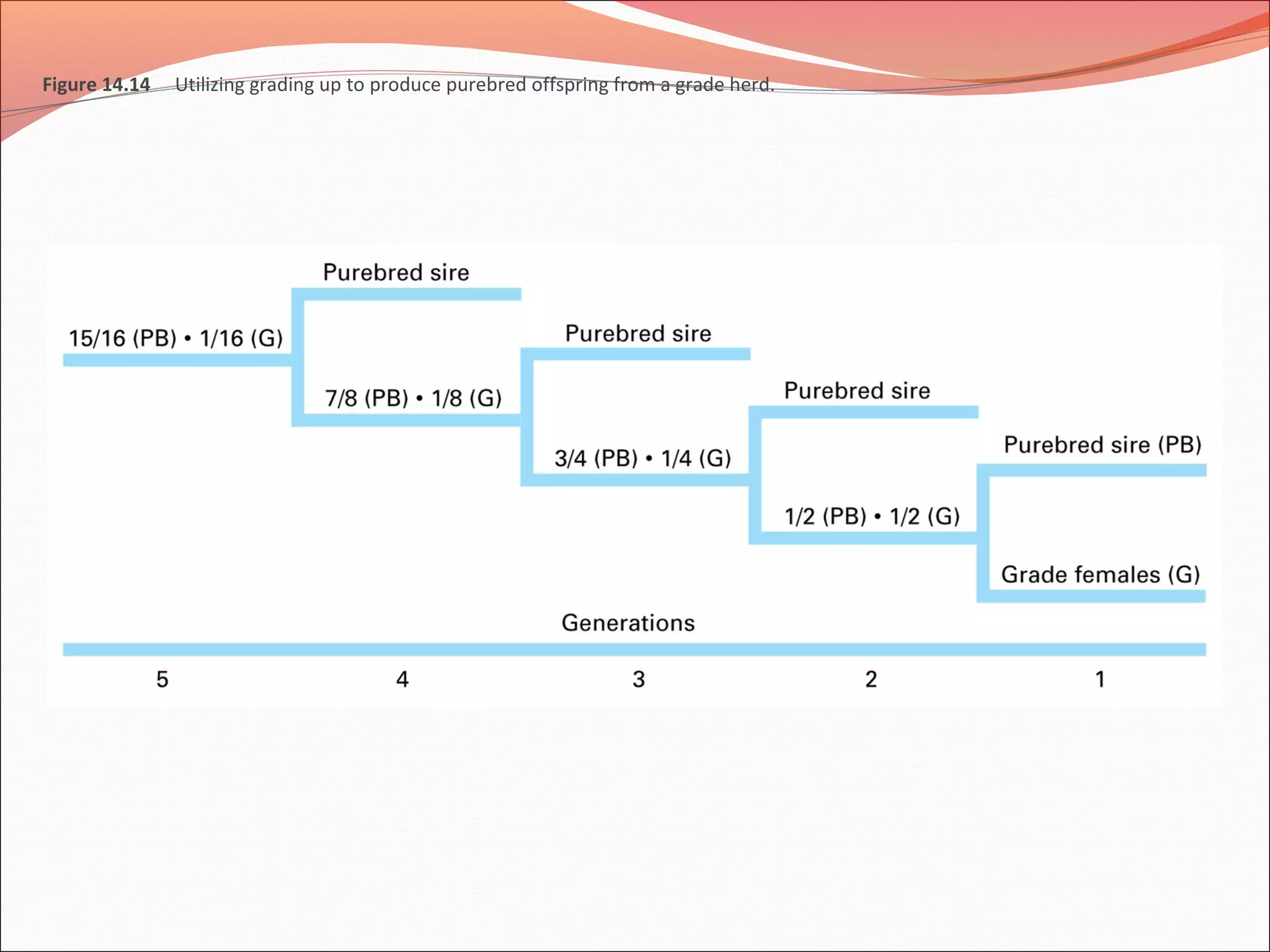 Figure 14.14 Utilizing grading up to produce purebred offspring from a grade herd.
 