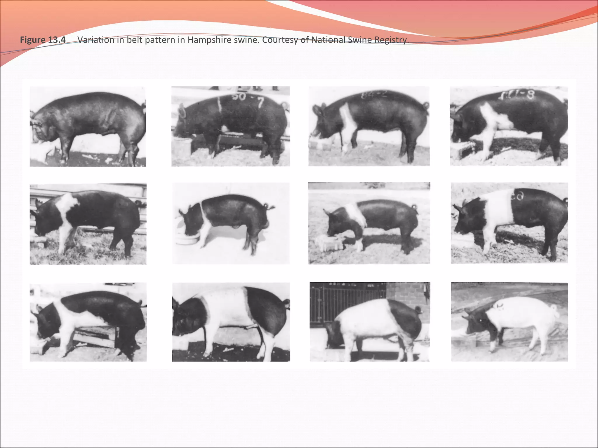 Figure 13.4 Variation in belt pattern in Hampshire swine. Courtesy of National Swine Registry.
 