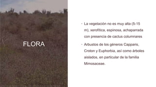 FLORA
• La vegetación no es muy alta (5-15
m), xerofítica, espinosa, achaparrada
con presencia de cactus columnares
• Arbustos de los géneros Capparis,
Croton y Euphorbia, así como árboles
aislados, en particular de la familia
Mimosaceae.
 