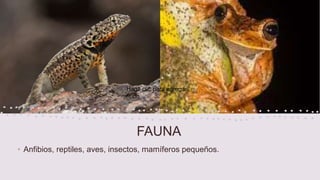 FAUNA
• Anfibios, reptiles, aves, insectos, mamíferos pequeños.
Haga clic para agregar
texto
 