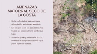 AMENAZAS
MATORRAL SECO DE
LA COSTA
• Se han enfrentado a las presiones de
deforestación, agricultura y ganadería.
• Los bosques secos son ecosistemas muy
frágiles que estacionalmente pierden sus
hojas
• Se calcula que hay alrededor de 41 000
hectáreas de bosque seco deciduo ─que
pierde hojas con facilidad.
 