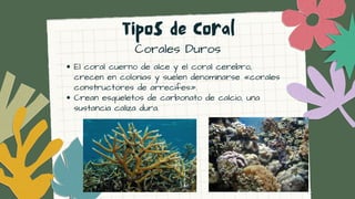 Corales Duros


El coral cuerno de alce y el coral cerebro,
crecen en colonias y suelen denominarse «corales
constructores de arrecifes».
Crean esqueletos de carbonato de calcio, una
sustancia caliza dura.
Tipos de Coral
 