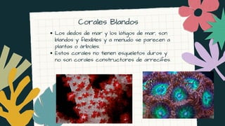Corales Blandos


Los dedos de mar y los látigos de mar, son
blandos y flexibles y a menudo se parecen a
plantas o árboles.
Estos corales no tienen esqueletos duros y
no son corales constructores de arrecifes.
 