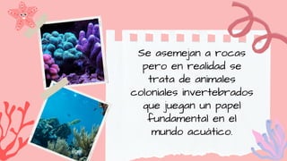 Se asemejan a rocas
pero en realidad se
trata de animales
coloniales invertebrados
que juegan un papel
fundamental en el
mundo acuático.
 