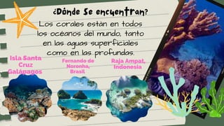 Los corales están en todos
los océanos del mundo, tanto
en las aguas superficiales
como en las profundas.
¿Dónde se encuentran?
Isla Santa
Cruz
Galápagos


Fernando de
Noronha,
Brasil


Raja Ampat,
Indonesia


 