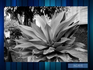 agave
 