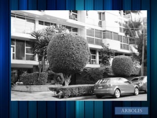 árboles
 