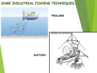 SOME INDUSTRIAL FISHING TECHNIQUES…
TROLLING
SUCTION
 