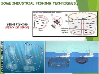 SOME INDUSTRIAL FISHING TECHNIQUES…
SEINE FISHING
(PESCA DE CERCO)
 
