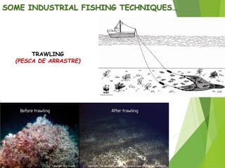 SOME INDUSTRIAL FISHING TECHNIQUES…
TRAWLING
(PESCA DE ARRASTRE)
 