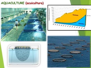 AQUACULTURE (acuicultura)
 