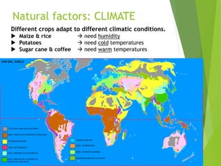 Natural factors: CLIMATE
Different crops adapt to different climatic conditions.
 Maize & rice  need humidity
 Potatoes  need cold temperatures
 Sugar cane & coffee  need warm temperatures
 