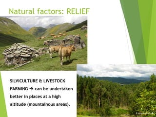 Natural factors: RELIEF
SILVICULTURE & LIVESTOCK
FARMING  can be undertaken
better in places at a high
altitude (mountainous areas).
 