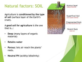 Natural factors: SOIL
Agriculture is conditioned by the type
of soil (surface layer of the Earth’s
crust).
A good soil for agriculture is the one
that is…:
• Deep (many layers of organic
material)
• Retains water
• Porous: lets air reach the plants’
roots.
• Neutral PH (acidity/alkalinity)
 