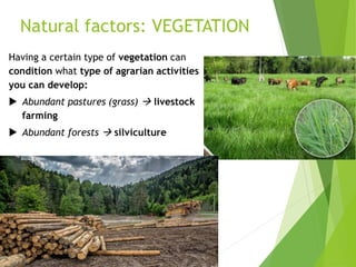 Natural factors: VEGETATION
Having a certain type of vegetation can
condition what type of agrarian activities
you can develop:
 Abundant pastures (grass)  livestock
farming
 Abundant forests  silviculture
 
