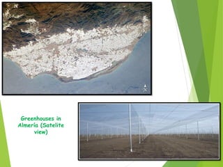 Greenhouses in
Almería (Satelite
view)
 
