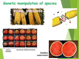 Genetic manipulation of species
Seedless
watermelon
Genetically modified tomatoesNatural
tomatoes
 