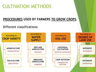 CULTIVATION METHODS
PROCEDURES USED BY FARMERS TO GROW CROPS.
Different classifications:
According to
CROP VARIETY
MONOCULTURE
(monocultivo)
POLYCULTURE
(policultivo)
According to
WATER
SUPPLY
DRYLAND
AGRICULTURE
(secano)
IRRIGATED
AGRICULTURE
(regadío)
According to
SOIL USE
CONTINUAL
CULTIVATION
(cultivo continuo)
CROP ROTATION
(rotación de
cultivos)
According to
DEGREE OF
LAND USE
INTENSIVE
(intensiva)
EXTENSIVE
(extensiva)
 