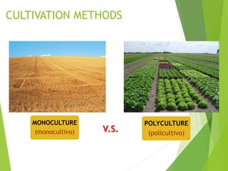 CULTIVATION METHODS
MONOCULTURE
(monocultivo)
POLYCULTURE
(policultivo)
V.S.
 