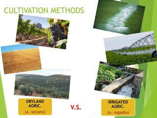 CULTIVATION METHODS
DRYLAND
AGRIC.
(a. secano)
IRRIGATED
AGRIC.
(a. regadío)
V.S.
 