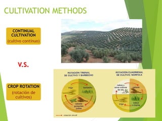 CULTIVATION METHODS
CONTINUAL
CULTIVATION
(cultivo contínuo)
CROP ROTATION
(rotación de
cultivos)
V.S.
 