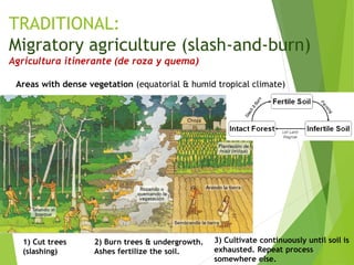 TRADITIONAL:
Migratory agriculture (slash-and-burn)
Agricultura itinerante (de roza y quema)
1) Cut trees
(slashing)
2) Burn trees & undergrowth.
Ashes fertilize the soil.
Areas with dense vegetation (equatorial & humid tropical climate)
3) Cultivate continuously until soil is
exhausted. Repeat process
somewhere else.
 