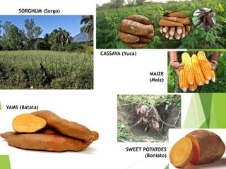 SORGHUM (Sorgo)
CASSAVA (Yuca)
YAMS (Batata)
SWEET POTATOES
(Boniato)
MAIZE
(Maíz)
 