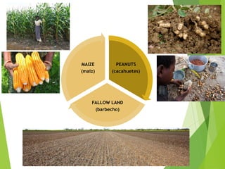 PEANUTS
(cacahuetes)
FALLOW LAND
(barbecho)
MAIZE
(maíz)
 