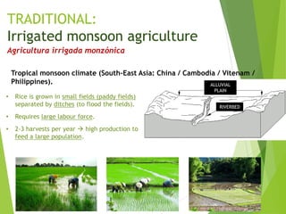 TRADITIONAL:
Irrigated monsoon agriculture
Agricultura irrigada monzónica
Tropical monsoon climate (South-East Asia: China / Cambodia / Vitenam /
Philippines).
RIVERBED
ALLUVIAL
PLAIN
• Rice is grown in small fields (paddy fields)
separated by ditches (to flood the fields).
• Requires large labour force.
• 2-3 harvests per year  high production to
feed a large population.
 