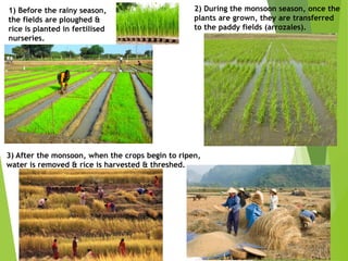 1) Before the rainy season,
the fields are ploughed &
rice is planted in fertilised
nurseries.
2) During the monsoon season, once the
plants are grown, they are transferred
to the paddy fields (arrozales).
3) After the monsoon, when the crops begin to ripen,
water is removed & rice is harvested & threshed.
 