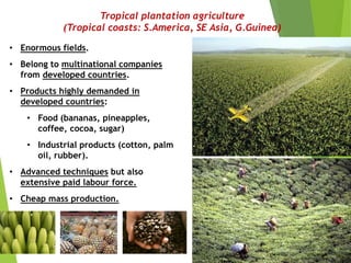 • Enormous fields.
• Belong to multinational companies
from developed countries.
• Products highly demanded in
developed countries:
• Food (bananas, pineapples,
coffee, cocoa, sugar)
• Industrial products (cotton, palm
oil, rubber).
• Advanced techniques but also
extensive paid labour force.
• Cheap mass production.
Tropical plantation agriculture
(Tropical coasts: S.America, SE Asia, G.Guinea)
 