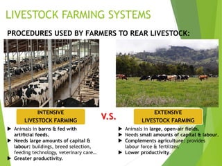 LIVESTOCK FARMING SYSTEMS
PROCEDURES USED BY FARMERS TO REAR LIVESTOCK:
INTENSIVE
LIVESTOCK FARMING
V.S.
 Animals in large, open-air fields.
 Needs small amounts of capital & labour.
 Complements agriculture: provides
labour force & fertilizer.
 Lower productivity.
 Animals in barns & fed with
artificial feeds.
 Needs large amounts of capital &
labour: buildings, breed selection,
feeding technology, veterinary care…
 Greater productivity.
EXTENSIVE
LIVESTOCK FARMING
 