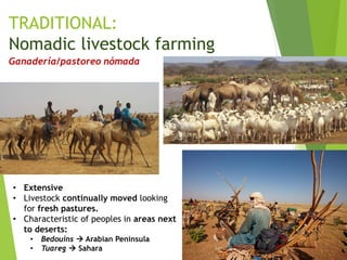 TRADITIONAL:
Nomadic livestock farming
Ganadería/pastoreo nómada
• Extensive
• Livestock continually moved looking
for fresh pastures.
• Characteristic of peoples in areas next
to deserts:
• Bedouins  Arabian Peninsula
• Tuareg  Sahara
 