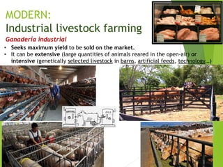 MODERN:
Industrial livestock farming
Ganadería industrial
• Seeks maximum yield to be sold on the market.
• It can be extensive (large quantities of animals reared in the open-air) or
intensive (genetically selected livestock in barns, artificial feeds, technology…)
 