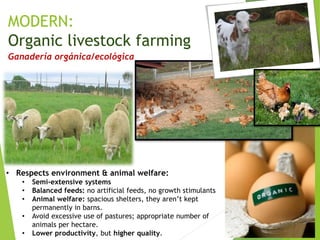 MODERN:
Organic livestock farming
Ganadería orgánica/ecológica
• Respects environment & animal welfare:
• Semi-extensive systems
• Balanced feeds: no artificial feeds, no growth stimulants
• Animal welfare: spacious shelters, they aren’t kept
permanently in barns.
• Avoid excessive use of pastures; appropriate number of
animals per hectare.
• Lower productivity, but higher quality.
 