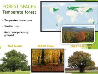 FOREST SPACES
Temperate forest
• Temperate climate zone.
• Smaller trees.
• More homogeneously
grouped.
OAK (roble) BEECH (haya) CHESTNUT (castaño)
 
