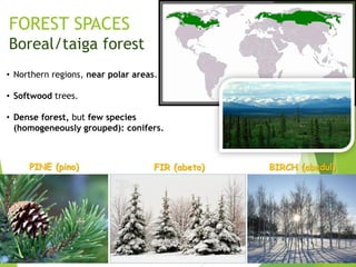 FOREST SPACES
Boreal/taiga forest
• Northern regions, near polar areas.
• Softwood trees.
• Dense forest, but few species
(homogeneously grouped): conifers.
PINE (pino) FIR (abeto) BIRCH (abedul)
 